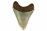 Serrated, Fossil Megalodon Tooth - North Carolina #160500-1